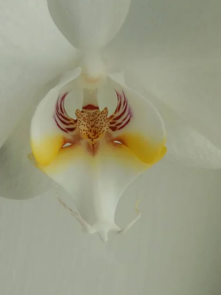 Зозулянцев Орхидные Orchidaceae Родина Монокотиледонов Многолетних Наземных Эпифитных Тропиках Травянистых — стоковое фото