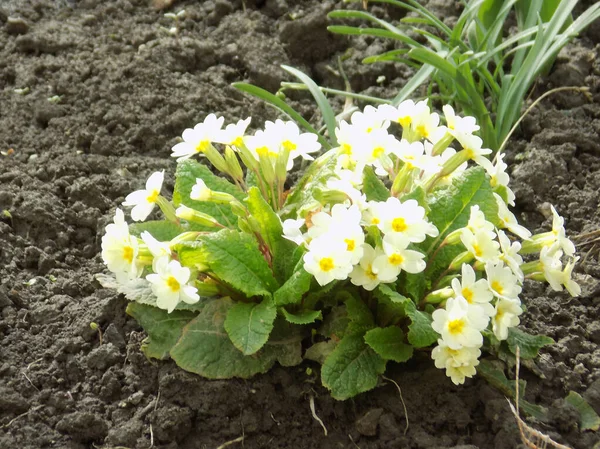 stock image Primrose or primrose (Primula)