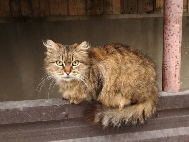 Kedi kedisi (Latince Felis Silvestris catus), kedigiller (Felis) familyasından bir kedi türü.)