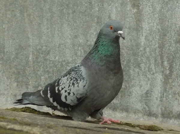 Gray Pigeon Columba Livia Photo Rock Dove — Stock Photo, Image