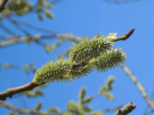 ลโลว Salix รอง ลโลว — ภาพถ่ายสต็อก