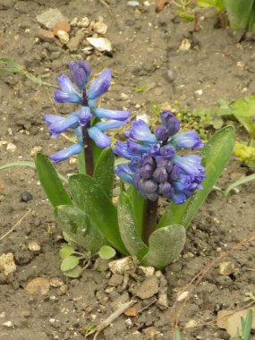 Doğulu sümbül (Hyacinthus orientalis)