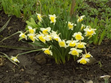 Narcissus (Narcissus), Amarillis familyasından bir bitki cinsidir..          