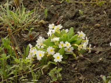 Çuha çiçeği veya çuha çiçeği (Primula)