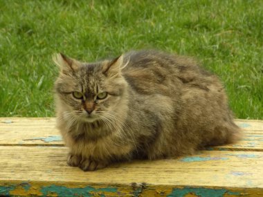 Kedi kedisi (Latince Felis Silvestris catus), kedigiller (Felis) familyasından bir kedi türü.)