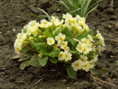 Çuha çiçeği veya çuha çiçeği (Primula)