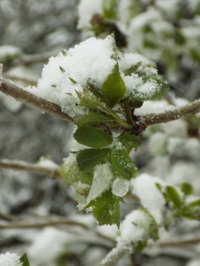 Winter forest.Thuja is a genus of evergreen coniferous trees and shrubs of the cypress family