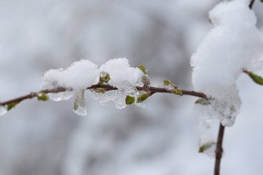 Akçaağaç, keskin yapraklı, çınar gibi. Eski karışık sonbahar ormanı. 