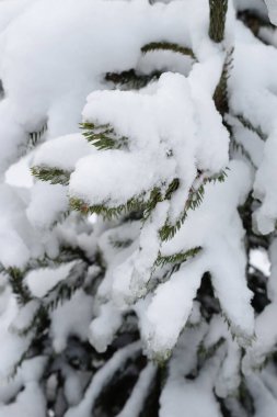 Kış orman, genel görünümü