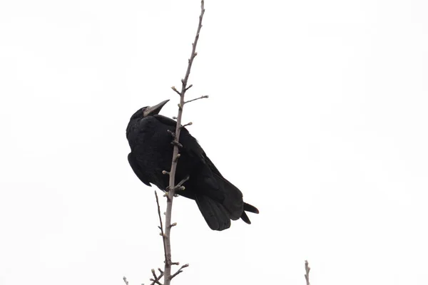 Cuervo Común Cuervo Una Palanca Cuervo Corvus Corax —  Fotos de Stock