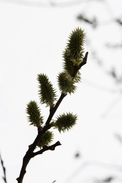 Willow Salix Helyettes Fűzfa — Stock Fotó