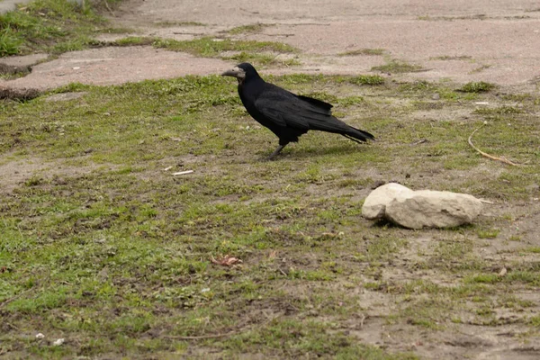 Common Raven Crow Crowbar Raven Corvus Corax —  Fotos de Stock