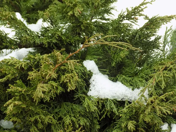 Kosakenwacholder Oder Kosakenwacholder Juniperus Sabina — Stockfoto