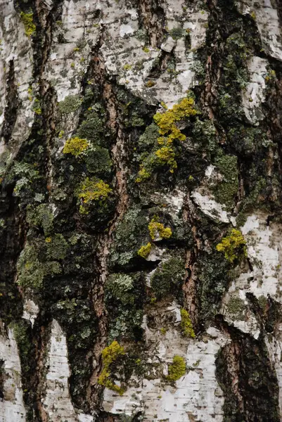 Birch Btula Género Árboles Caducifolios Arbustos — Foto de Stock