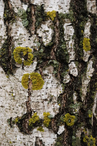 Birch Btula Рід Листяних Дерев Кущів — стокове фото