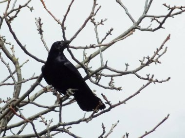 A common raven, a crow or a crowbar. raven (Corvus corax)          