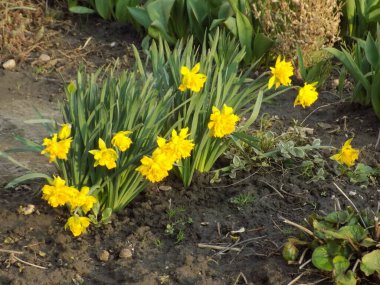 Narcissus (Narcissus), Amarillis familyasından bir bitki cinsidir..