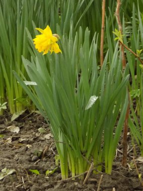 Narcissus (Narcissus), Amarillis familyasından bir bitki cinsidir..