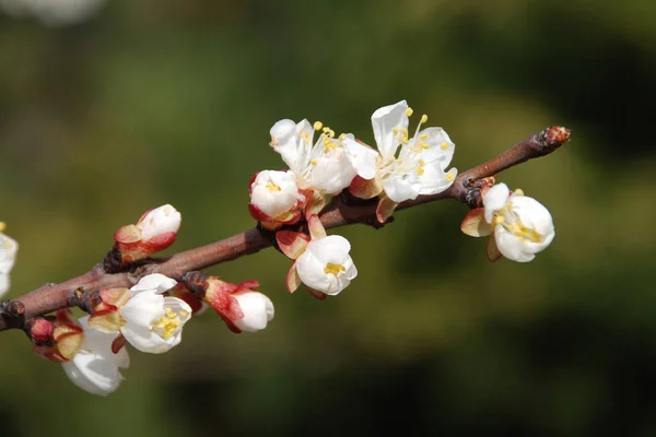 Japansk Plommon Lat Prunus Mume Och Japan Mfa Kinesiska Eller — Stockfoto