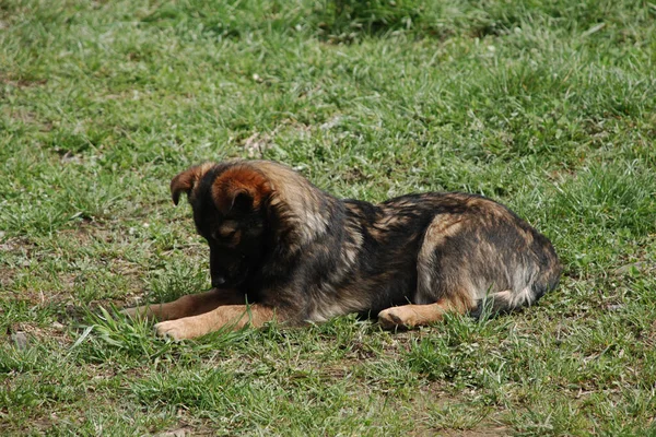 Pes Nebo Domácí Pes Canis Lupus Familiaris Nebo Canis Familiaris — Stock fotografie