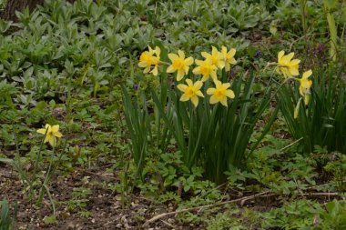 Narcissus (Narcissus), Amarillis familyasından bir bitki cinsidir..