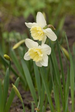 Narcissus (Narcissus), Amarillis familyasından bir bitki cinsidir..