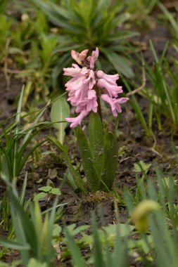 Doğulu sümbül (Hyacinthus orientalis)