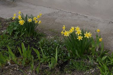 Narcissus (Narcissus), Amarillis familyasından bir bitki cinsidir..