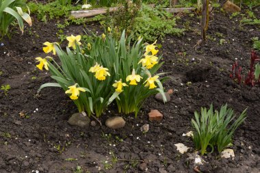 Narcissus (Narcissus), Amarillis familyasından bir bitki cinsidir..