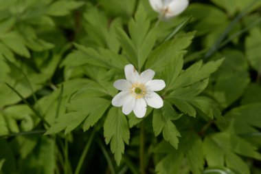 Anemone korusu, kenevir korusu, anemon meşesi (Anemone nemorosa)