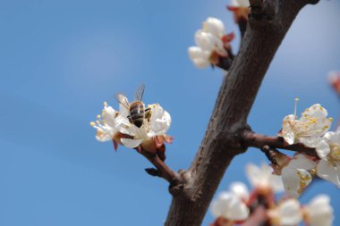 Japon eriği. Prunus mume; Japon. , MFA, Çince) veya Japon kayısı (lat. Armeniaca Mume) Çiçek açan ağaçlar Pricot, kayısı, sırık, daha fazla.