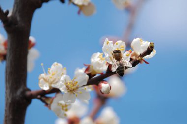 Japon eriği. Prunus mume; Japon. , MFA, Çince) veya Japon kayısı (lat. Armeniaca Mume) Çiçek açan ağaçlar Pricot, kayısı, sırık, daha fazla.