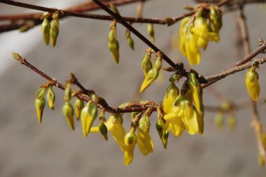 Narcissus (Narcissus), Amarillis familyasından bir bitki cinsidir..
