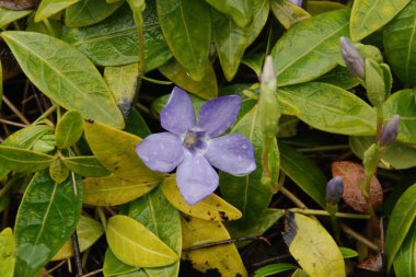 Vinca (Vinca), menekşe (Apocynaceae) familyasından bir bitki cinsidir.)