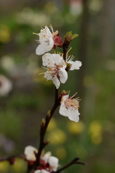 Prune Japonaise Lat Prunus Mume Jap Mfa Chinois Abricot Japonais — Photo