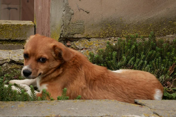 Perro Perro Doméstico Canis Lupus Familiaris Canis Familiaris — Foto de Stock