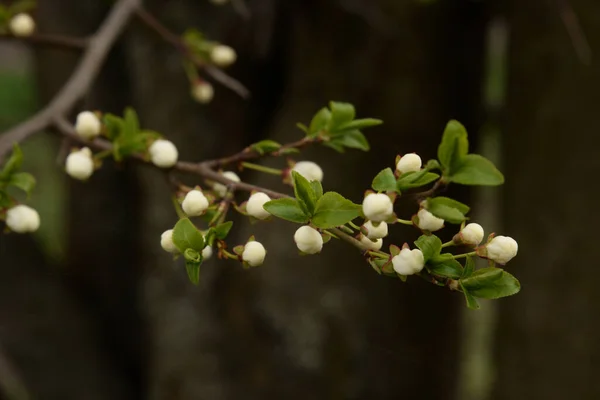 Ciruela Japonesa Lat Prunus Mume Japonés Mfa Chino Albaricoque Japonés —  Fotos de Stock
