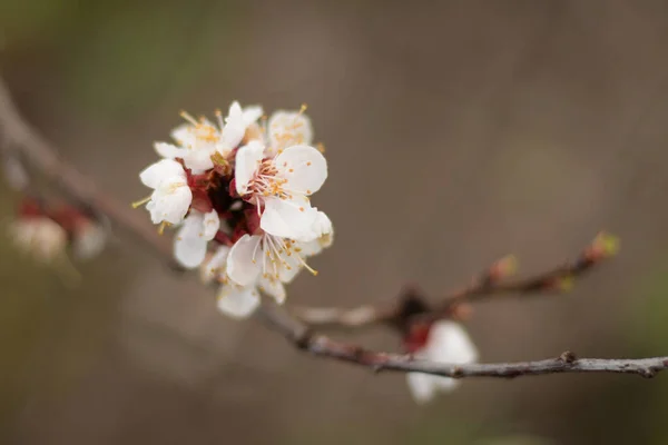 Japanese Plum Lat Prunus Mume Jap Mfa Chinese Japanese Apricot — Stock Photo, Image