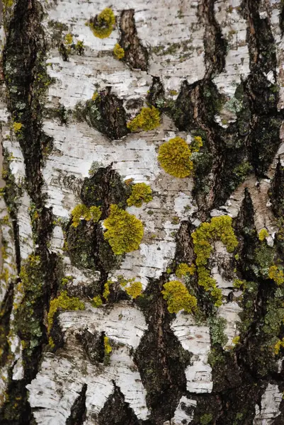 Birch Btula は落葉樹や低木の属です — ストック写真