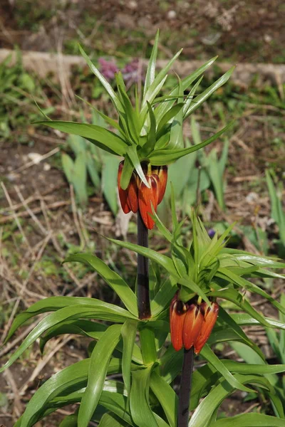 Fritillaria Imperialis Многолетнее Растение Семейства Лилий — стоковое фото