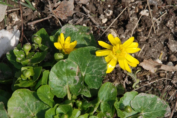 春季玉米花 Ficaria Verna 同义词 Ranunculus Ficaria — 图库照片