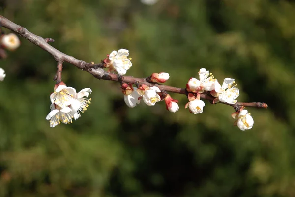 Japanese Plum Lat Prunus Mume Jap Mfa Chinese Japanese Apricot — Stock Photo, Image
