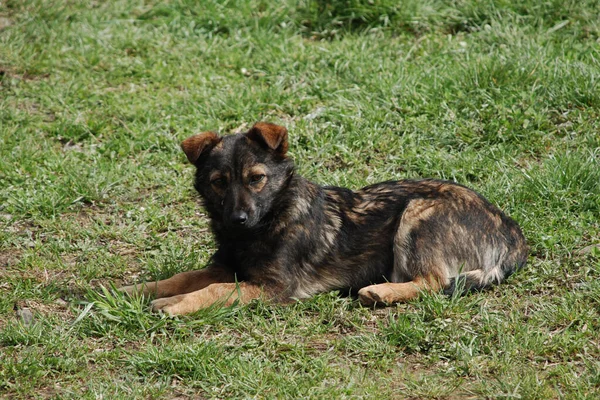 Honden Huisdieren Canis Lupus Familiaris Canis Familiaris — Stockfoto