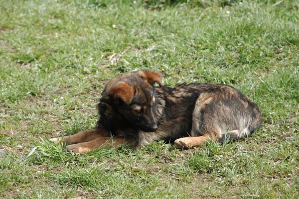 Anjing Atau Anjing Peliharaan Canis Lupus Familiaris Atau Canis Familiaris — Stok Foto