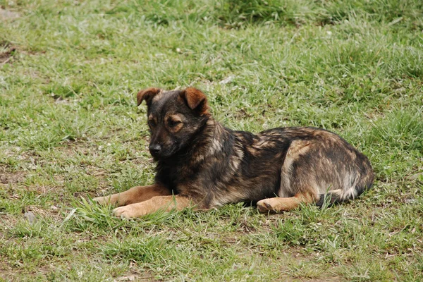 Собака Собака Canis Lupus Familiaris Canis Familiaris — стоковое фото
