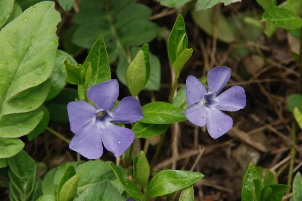 Periwinkle Vinca Genus Flowering Plants Periwinkle Cut Family Apocynaceae — Stok fotoğraf