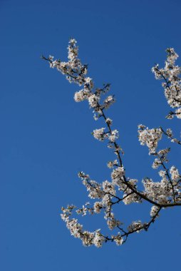 Japon eriği. Prunus mume; Japon. , MFA, Çince) veya Japon kayısı (lat. Armeniaca Mume) Çiçek açan ağaçlar Pricot, kayısı, sırık, daha fazla.