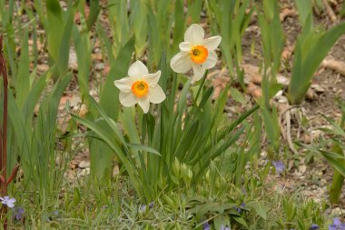Narcissus (Narcissus), Amarillis familyasından bir bitki cinsidir..