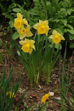 Narcissus (Narcissus), Amarillis familyasından bir bitki cinsidir..