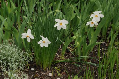 Narcissus (Narcissus), Amarillis familyasından bir bitki cinsidir..